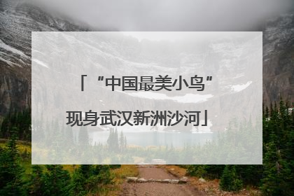 “中国最美小鸟”现身武汉新洲沙河