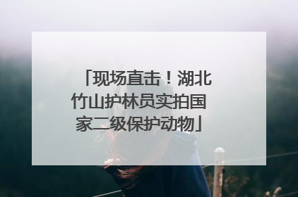 现场直击！湖北竹山护林员实拍国家二级保护动物