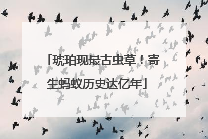 琥珀现最古虫草！寄生蚂蚁历史达亿年
