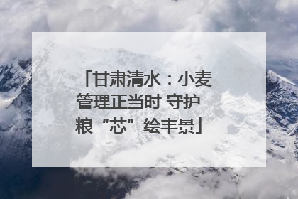 甘肃清水：小麦管理正当时 守护粮“芯”绘丰景