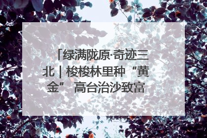 绿满陇原·奇迹三北｜梭梭林里种“黄金” 高台治沙致富很“从容”
