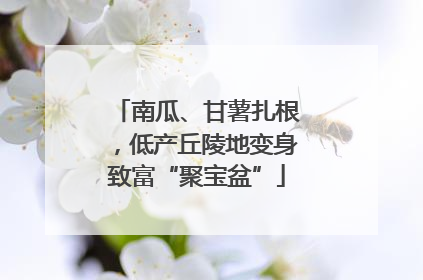 南瓜、甘薯扎根，低产丘陵地变身致富“聚宝盆”