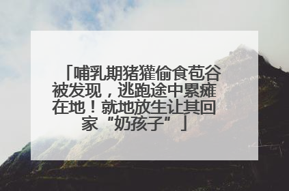 哺乳期猪獾偷食苞谷被发现，逃跑途中累瘫在地！就地放生让其回家“奶孩子”