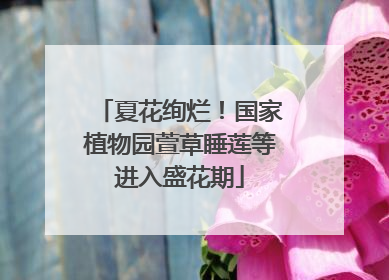夏花绚烂！国家植物园萱草睡莲等进入盛花期
