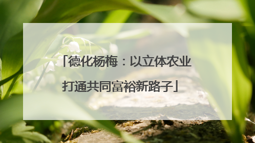 德化杨梅：以立体农业打通共同富裕新路子