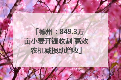 德州：849.3万亩小麦开镰收割 高效农机减损助增收