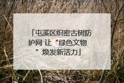 屯溪区织密古树防护网 让“绿色文物”焕发新活力