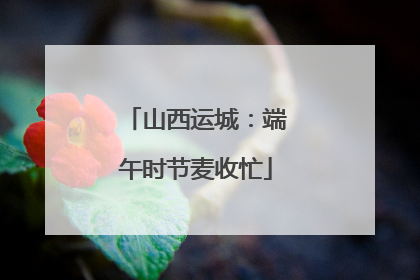山西运城：端午时节麦收忙