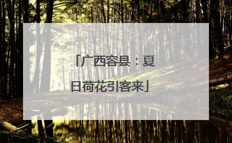 广西容县：夏日荷花引客来