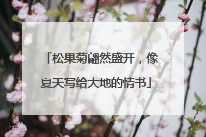 松果菊翩然盛开，像夏天写给大地的情书