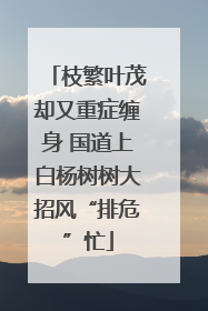 枝繁叶茂却又重症缠身 国道上白杨树树大招风“排危”忙