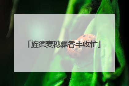 旌德麦穗飘香丰收忙