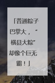 普通粽子巴掌大，“横县大粽”却像个巨无霸！