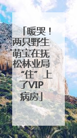 暖哭！两只野生萌宝在抚松林业局“住”上了VIP病房