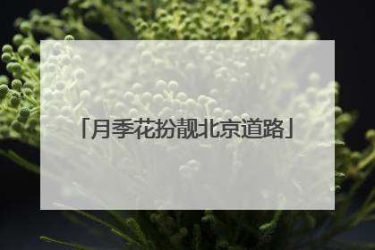 月季花扮靓北京道路