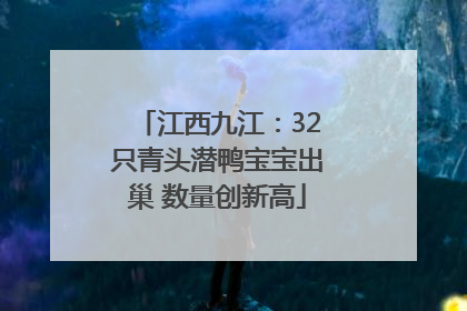 江西九江：32只青头潜鸭宝宝出巢 数量创新高