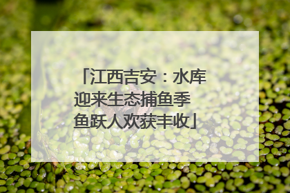 江西吉安：水库迎来生态捕鱼季 鱼跃人欢获丰收