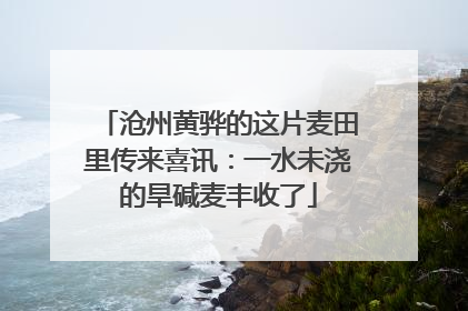沧州黄骅的这片麦田里传来喜讯：一水未浇的旱碱麦丰收了