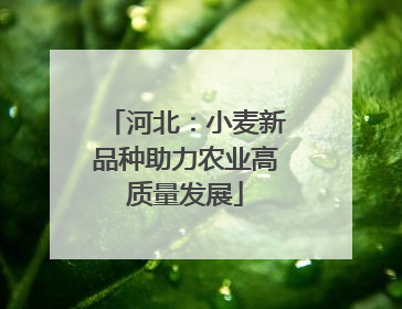 河北：小麦新品种助力农业高质量发展
