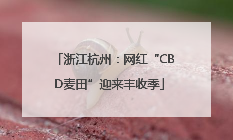 浙江杭州：网红“CBD麦田”迎来丰收季
