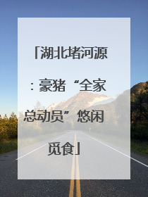 湖北堵河源：豪猪“全家总动员”悠闲觅食