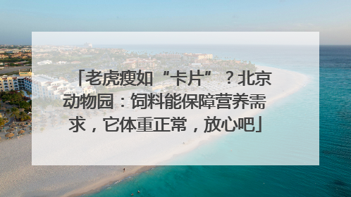 老虎瘦如“卡片”？北京动物园：饲料能保障营养需求，它体重正常，放心吧