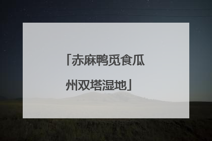 赤麻鸭觅食瓜州双塔湿地