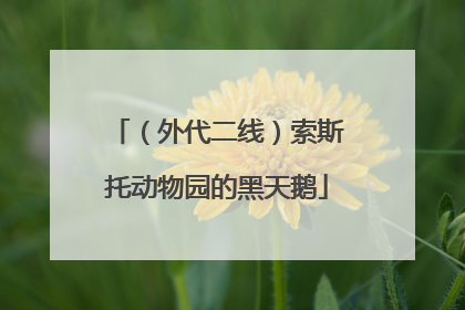 （外代二线）索斯托动物园的黑天鹅