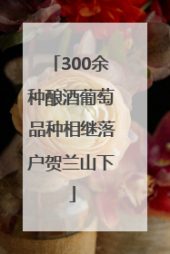300余种酿酒葡萄品种相继落户贺兰山下
